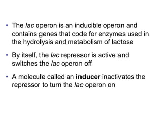 • The lac operon is an inducible operon and
contains genes that code for enzymes used in
the hydrolysis and metabolism of lactose
• By itself, the lac repressor is active and
switches the lac operon off
• A molecule called an inducer inactivates the
repressor to turn the lac operon on
 