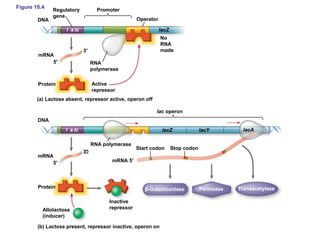Figure 18.4
Promoter
DNA
Regulatory
gene
mRNA
5′
3′
Operator
RNA
polymerase
Active
repressor
No
RNA
made
IacZ
lacZ lacY lacA
(a) Lactose absent, repressor active, operon off
(b) Lactose present, repressor inactive, operon on
5′
3
DNA
lac operon
RNA polymerase
Start codon Stop codon
mRNA
3′
Protein
Protein
Inactive
repressorAllolactose
(inducer)
mRNA 5′
Permease Transacetylaseβ-Galactosidase
l a cI
l a cI
 