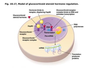 Regulation of gene regulation in Eukaryotes | PPT