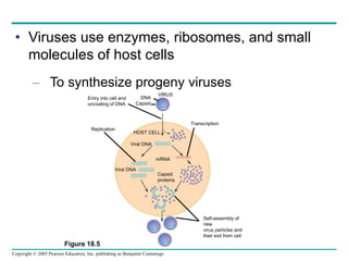 Copyright © 2005 Pearson Education, Inc. publishing as Benjamin Cummings
• Viruses use enzymes, ribosomes, and small
molecules of host cells
– To synthesize progeny viruses
VIRUS
Capsid
proteins
mRNA
Viral DNA
HOST CELL
Viral DNA
DNA
Capsid
Figure 18.5
Entry into cell and
uncoating of DNA
Replication
Transcription
Self-assembly of
new
virus particles and
their exit from cell
 