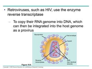 Copyright © 2005 Pearson Education, Inc. publishing as Benjamin Cummings
• Retroviruses, such as HIV, use the enzyme
reverse transcriptase
– To copy their RNA genome into DNA, which
can then be integrated into the host genome
as a provirus
Figure 18.9
Reverse
transcriptase
Viral envelope
Capsid
Glycoprotein
RNA
(two identical
strands)
 