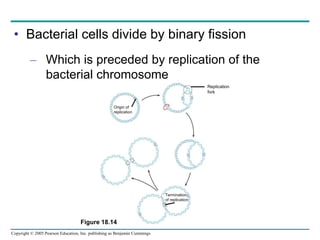 Copyright © 2005 Pearson Education, Inc. publishing as Benjamin Cummings
• Bacterial cells divide by binary fission
– Which is preceded by replication of the
bacterial chromosome
Replication
fork
Origin of
replication
Termination
of replication
Figure 18.14
 