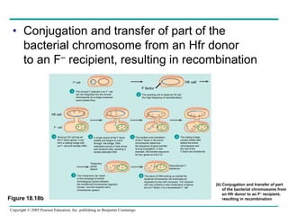 chapter18_genetics_of_viruses_and_bacteria.ppt