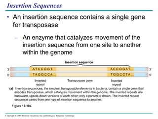 Copyright © 2005 Pearson Education, Inc. publishing as Benjamin Cummings
Figure 18.19a
(a) Insertion sequences, the simplest transposable elements in bacteria, contain a single gene that
encodes transposase, which catalyzes movement within the genome. The inverted repeats are
backward, upside-down versions of each other; only a portion is shown. The inverted repeat
sequence varies from one type of insertion sequence to another.
Insertion sequence
Transposase gene
Inverted
repeat
Inverted
repeat
3
5
3
5
A T C C G G T…
T A G G C C A …
A C C G G A T…
T G G C C T A …
Insertion Sequences
• An insertion sequence contains a single gene
for transposase
– An enzyme that catalyzes movement of the
insertion sequence from one site to another
within the genome
 