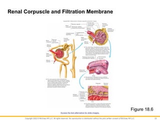 CHAPTER 18 (Urinary System and Fluid Balance).pptx