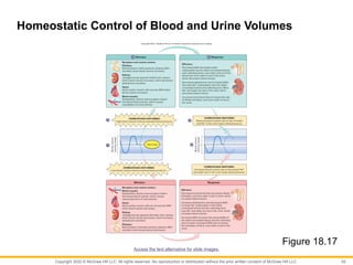 CHAPTER 18 (Urinary System and Fluid Balance).pptx