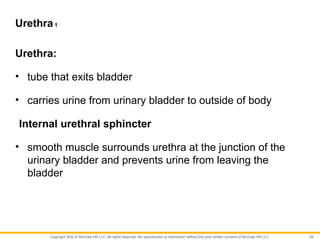 CHAPTER 18 (Urinary System and Fluid Balance).pptx