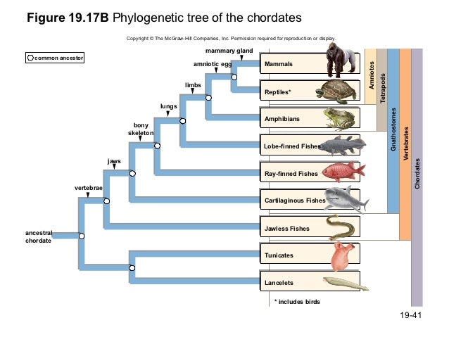 Bio 100 Chapter 19