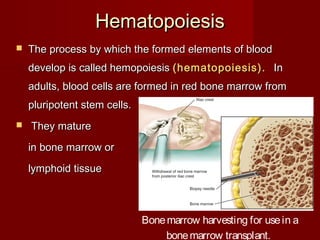 HematopoiesisHematopoiesis
 The process by which the formed elements of bloodThe process by which the formed elements of blood
develop is called hemopoiesisdevelop is called hemopoiesis (hematopoiesis).(hematopoiesis). InIn
adults, blood cells are formed in red bone marrow fromadults, blood cells are formed in red bone marrow from
pluripotent stem cells.pluripotent stem cells.
 They matureThey mature
in bone marrow orin bone marrow or
lymphoid tissuelymphoid tissue
Bonemarrow harvesting for usein a
bonemarrow transplant.
 