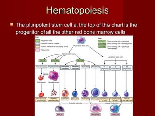 HematopoiesisHematopoiesis
 The pluripotent stem cell at the top of this chart is theThe pluripotent stem cell at the top of this chart is the
progenitor of all the other red bone marrow cellsprogenitor of all the other red bone marrow cells
 