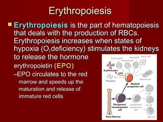 ErythropoiesisErythropoiesis
 ErythropoiesisErythropoiesis is the part of hematopoiesisis the part of hematopoiesis
that deals with the production of RBCs.that deals with the production of RBCs.
Erythropoiesis increases when states ofErythropoiesis increases when states of
hypoxia (Ohypoxia (O22 deficiency) stimulates the kidneysdeficiency) stimulates the kidneys
to release the hormoneto release the hormone
erythropoietinerythropoietin (EPO)(EPO)
–EPO circulates to the redEPO circulates to the red
marrow and speeds up themarrow and speeds up the
maturation and release ofmaturation and release of
immature red cellsimmature red cells
 