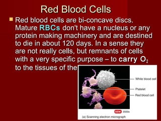 Red Blood CellsRed Blood Cells
 Red blood cells are bi-concave discs.Red blood cells are bi-concave discs.
MatureMature RBCsRBCs don't have a nucleus or anydon't have a nucleus or any
protein making machinery and are destinedprotein making machinery and are destined
to die in about 120 days. In a sense theyto die in about 120 days. In a sense they
are not really cells, but remnants of cellsare not really cells, but remnants of cells
with a very specific purpose – towith a very specific purpose – to carry Ocarry O22
to the tissues of the body.to the tissues of the body.
 