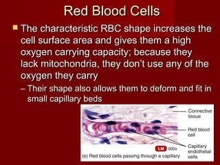 Red Blood CellsRed Blood Cells
 The characteristic RBC shape increases theThe characteristic RBC shape increases the
cell surface area and gives them a highcell surface area and gives them a high
oxygen carrying capacity; because theyoxygen carrying capacity; because they
lack mitochondria, they don’t use any of thelack mitochondria, they don’t use any of the
oxygen they carryoxygen they carry
– Their shape also allows them to deform and fit inTheir shape also allows them to deform and fit in
small capillary bedssmall capillary beds
 