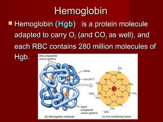  HemoglobinHemoglobin (Hgb)(Hgb) is a protein moleculeis a protein molecule
adapted to carry Oadapted to carry O22 (and CO(and CO22 as well), andas well), and
each RBC contains 280 million molecules ofeach RBC contains 280 million molecules of
Hgb.Hgb.
HemoglobinHemoglobin
 