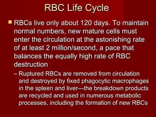 RBC Life CycleRBC Life Cycle
 RBCs live only about 120 days. To maintainRBCs live only about 120 days. To maintain
normal numbers, new mature cells mustnormal numbers, new mature cells must
enter the circulation at the astonishing rateenter the circulation at the astonishing rate
of at least 2 million/second, a pace thatof at least 2 million/second, a pace that
balances the equally high rate of RBCbalances the equally high rate of RBC
destructiondestruction
– Ruptured RBCs are removed from circulationRuptured RBCs are removed from circulation
and destroyed by fixed phagocytic macrophagesand destroyed by fixed phagocytic macrophages
in the spleen and liver—the breakdown productsin the spleen and liver—the breakdown products
are recycled and used in numerous metabolicare recycled and used in numerous metabolic
processes, including the formation of new RBCsprocesses, including the formation of new RBCs
 