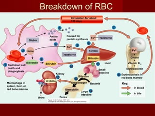 Red blood cell
death and
phagocytosis
Key:
in blood
in bile
Macrophage in
spleen, liver, or
red bone marrow
1
Globin
Red blood cell
death and
phagocytosis
Key:
in blood
in bile
Macrophage in
spleen, liver, or
red bone marrow
Heme2
1
Amino
acids
Reused for
protein synthesisGlobin
Red blood cell
death and
phagocytosis
Key:
in blood
in bile
Macrophage in
spleen, liver, or
red bone marrow
Heme
3
2
1
Amino
acids
Reused for
protein synthesisGlobin
Red blood cell
death and
phagocytosis
Transferrin
Fe3+
Key:
in blood
in bile
Macrophage in
spleen, liver, or
red bone marrow
Heme
4
3
2
1
Amino
acids
Reused for
protein synthesisGlobin
Red blood cell
death and
phagocytosis
Transferrin
Fe3+
Liver
Key:
in blood
in bile
Macrophage in
spleen, liver, or
red bone marrow
FerritinHeme
54
3
2
1
Amino
acids
Reused for
protein synthesisGlobin
Red blood cell
death and
phagocytosis
Transferrin
Fe3+
Fe3+ Transferrin
Liver
Key:
in blood
in bile
Macrophage in
spleen, liver, or
red bone marrow
FerritinHeme
6
54
3
2
1
Amino
acids
Reused for
protein synthesisGlobin
Red blood cell
death and
phagocytosis
Transferrin
Fe3+
Fe3+ Transferrin
Liver
+
Globin
+
Vitamin B12
+
Erythopoietin
Key:
in blood
in bile
Macrophage in
spleen, liver, or
red bone marrow
FerritinHeme Fe3+
7
6
54
3
2
1
Amino
acids
Reused for
protein synthesisGlobin
Circulation for about
120 days
Red blood cell
death and
phagocytosis
Transferrin
Fe3+
Fe3+ Transferrin
Liver
+
Globin
+
Vitamin B12
+
Erythopoietin
Key:
in blood
in bile
Erythropoiesis in
red bone marrow
Macrophage in
spleen, liver, or
red bone marrow
FerritinHeme Fe3+
8
7
6
54
3
2
1
Amino
acids
Reused for
protein synthesisGlobin
Circulation for about
120 days
Red blood cell
death and
phagocytosis
Transferrin
Fe3+
Fe3+ Transferrin
Liver
+
Globin
+
Vitamin B12
+
Erythopoietin
Key:
in blood
in bile
Erythropoiesis in
red bone marrow
Macrophage in
spleen, liver, or
red bone marrow
FerritinHeme
Biliverdin Bilirubin
Fe3+
9
8
7
6
54
3
2
1
Amino
acids
Reused for
protein synthesisGlobin
Circulation for about
120 days
Bilirubin
Red blood cell
death and
phagocytosis
Transferrin
Fe3+
Fe3+ Transferrin
Liver
+
Globin
+
Vitamin B12
+
Erythopoietin
Key:
in blood
in bile
Erythropoiesis in
red bone marrow
Macrophage in
spleen, liver, or
red bone marrow
FerritinHeme
Biliverdin Bilirubin
Fe3+
10
9
8
7
6
54
3
2
1
Amino
acids
Reused for
protein synthesisGlobin
Stercobilin
Bilirubin
Urobilinogen
Feces
Small
intestine
Circulation for about
120 days
Bacteria
Bilirubin
Red blood cell
death and
phagocytosis
Transferrin
Fe3+
Fe3+ Transferrin
Liver
+
Globin
+
Vitamin B12
+
Erythopoietin
Key:
in blood
in bile
Erythropoiesis in
red bone marrow
Macrophage in
spleen, liver, or
red bone marrow
FerritinHeme
Biliverdin Bilirubin
Fe3+
12
11
10
9
8
7
6
54
3
2
1
Amino
acids
Reused for
protein synthesisGlobin
Urine
Stercobilin
Bilirubin
Urobilinogen
Feces
Small
intestine
Circulation for about
120 days
Bacteria
Bilirubin
Red blood cell
death and
phagocytosis
Transferrin
Fe3+
Fe3+ Transferrin
Liver
+
Globin
+
Vitamin B12
+
Erythopoietin
Key:
in blood
in bile
Erythropoiesis in
red bone marrow
Kidney
Macrophage in
spleen, liver, or
red bone marrow
Ferritin
Urobilin
Heme
Biliverdin Bilirubin
Fe3+
13 12
11
10
9
8
7
6
54
3
2
1
Amino
acids
Reused for
protein synthesisGlobin
Urine
Stercobilin
Bilirubin
Urobilinogen
Feces
Large
intestine
Small
intestine
Circulation for about
120 days
Bacteria
Bilirubin
Red blood cell
death and
phagocytosis
Transferrin
Fe3+
Fe3+ Transferrin
Liver
+
Globin
+
Vitamin B12
+
Erythopoietin
Key:
in blood
in bile
Erythropoiesis in
red bone marrow
Kidney
Macrophage in
spleen, liver, or
red bone marrow
Ferritin
Urobilin
Heme
Biliverdin Bilirubin
Fe3+
14
13 12
11
10
9
8
7
6
54
3
2
1
Breakdown of RBC
 