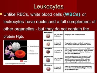 LeukocytesLeukocytes
 Unlike RBCs, white blood cellsUnlike RBCs, white blood cells (WBCs)(WBCs) oror
leukocytesleukocytes have nuclei and a full complement ofhave nuclei and a full complement of
other organelles - but they do not contain theother organelles - but they do not contain the
protein Hgb.protein Hgb.
 
