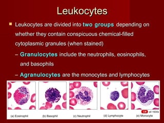LeukocytesLeukocytes
 Leukocytes are divided intoLeukocytes are divided into two groupstwo groups depending ondepending on
whether they contain conspicuous chemical-filledwhether they contain conspicuous chemical-filled
cytoplasmic granules (when stained)cytoplasmic granules (when stained)
– GranulocytesGranulocytes include the neutrophils, eosinophils,include the neutrophils, eosinophils,
and basophilsand basophils
– AgranulocytesAgranulocytes are the monocytes and lymphocytesare the monocytes and lymphocytes
 