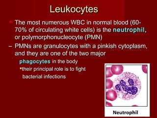LeukocytesLeukocytes
 The most numerous WBC in normal blood (60-The most numerous WBC in normal blood (60-
70% of circulating white cells) is the70% of circulating white cells) is the neutrophil,neutrophil,
or polymorphonucleocyte (PMN)or polymorphonucleocyte (PMN)
– PMNs are granulocytes with a pinkish cytoplasm,PMNs are granulocytes with a pinkish cytoplasm,
and they are one of the two majorand they are one of the two major
phagocytesphagocytes in the bodyin the body
their principal role is to fighttheir principal role is to fight
bacterial infectionsbacterial infections
 
