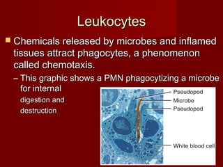 LeukocytesLeukocytes
 Chemicals released by microbes and inflamedChemicals released by microbes and inflamed
tissues attract phagocytes, a phenomenontissues attract phagocytes, a phenomenon
called chemotaxis.called chemotaxis.
– This graphic shows a PMN phagocytizing a microbeThis graphic shows a PMN phagocytizing a microbe
for internalfor internal
digestion anddigestion and
destructiondestruction
 