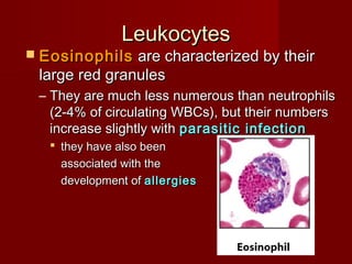 LeukocytesLeukocytes
 EosinophilsEosinophils are characterized by theirare characterized by their
large red granuleslarge red granules
– They are much less numerous than neutrophilsThey are much less numerous than neutrophils
(2-4% of circulating WBCs), but their numbers(2-4% of circulating WBCs), but their numbers
increase slightly withincrease slightly with parasitic infectionparasitic infection
 they have also beenthey have also been
associated with theassociated with the
development ofdevelopment of allergiesallergies
 