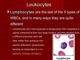 LeukocytesLeukocytes
 LymphocytesLymphocytes are the last of the 5 types ofare the last of the 5 types of
WBCs, and in many ways they are quiteWBCs, and in many ways they are quite
differentdifferent
– Lymphocytes don’t have granules or phagocytize; their cytoplasm isLymphocytes don’t have granules or phagocytize; their cytoplasm is
sparse compared to their very large nucleus, and they develop fromsparse compared to their very large nucleus, and they develop from
a different precursor stem cella different precursor stem cell
– Also, rather than acting as non-Also, rather than acting as non-
specific defenders, lymphocytesspecific defenders, lymphocytes
develop as responders todevelop as responders to veryvery
specific foreign antigensspecific foreign antigens
 