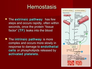 HemostasisHemostasis
 TheThe extrinsic pathwayextrinsic pathway has fewhas few
steps and occurs rapidly, often withinsteps and occurs rapidly, often within
seconds, once the protein “tissueseconds, once the protein “tissue
factor”factor” (TF)(TF) leaks into the bloodleaks into the blood
 TheThe intrinsic pathwayintrinsic pathway is moreis more
complex and occurs more slowly incomplex and occurs more slowly in
response to damage toresponse to damage to endothelialendothelial
cellscells or phospholipids released byor phospholipids released by
activated platelets.activated platelets.
 