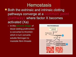  Both the extrinsic and intrinsic clottingBoth the extrinsic and intrinsic clotting
pathways converge at apathways converge at a common pointcommon point
(pathway)(pathway) where factor X becomeswhere factor X becomes
activated (Xa)activated (Xa)
– In thisIn this second stagesecond stage ofof
blood clotting prothrombinblood clotting prothrombin
is converted to thrombinis converted to thrombin
which in turn convertswhich in turn converts
soluble fibrinogen tosoluble fibrinogen to
insoluble fibrin threadsinsoluble fibrin threads
HemostasisHemostasis
 