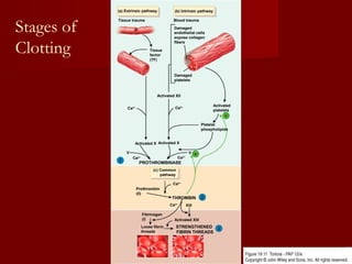 Tissue trauma
Tissue
factor
(TF)
Blood trauma
Damaged
endothelial cells
expose collagen
fibers
(a) Extrinsic pathway (b) Intrinsic pathway
Activated XII
Ca2+
Damaged
platelets
Ca2+
Platelet
phospholipids
Activated X
Activated
platelets
Activated X
PROTHROMBINASE
Ca2+
V
Ca2+
V
1
Tissue trauma
Tissue
factor
(TF)
Blood trauma
Damaged
endothelial cells
expose collagen
fibers
(a) Extrinsic pathway (b) Intrinsic pathway
Activated XII
Ca2+
Damaged
platelets
Ca2+
Platelet
phospholipids
Activated X
Activated
platelets
Activated X
PROTHROMBINASE
Ca2+
V
Ca2+
Prothrombin
(II)
Ca2+
THROMBIN
(c) Common
pathway
V
1
2
+
+
Tissue trauma
Tissue
factor
(TF)
Blood trauma
Damaged
endothelial cells
expose collagen
fibers
(a) Extrinsic pathway (b) Intrinsic pathway
Activated XII
Ca2+
Damaged
platelets
Ca2+
Platelet
phospholipids
Activated X
Activated
platelets
Activated X
PROTHROMBINASE
Ca2+
V
Ca2+
Prothrombin
(II)
Ca2+
THROMBIN
Ca2+
Loose fibrin
threads
STRENGTHENED
FIBRIN THREADS
Activated XIII
Fibrinogen
(I)
XIII
(c) Common
pathway
V
1
2
3
+
+
Stages of
Clotting
 