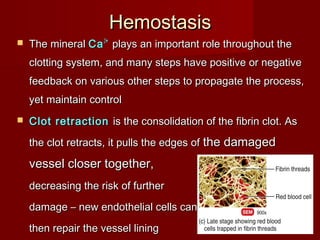  The mineralThe mineral CaCa22++
plays an important role throughout theplays an important role throughout the
clotting system, and many steps have positive or negativeclotting system, and many steps have positive or negative
feedback on various other steps to propagate the process,feedback on various other steps to propagate the process,
yet maintain controlyet maintain control
 Clot retractionClot retraction is the consolidation of the fibrin clot. Asis the consolidation of the fibrin clot. As
the clot retracts, it pulls the edges ofthe clot retracts, it pulls the edges of the damagedthe damaged
vessel closer together,vessel closer together,
decreasing the risk of furtherdecreasing the risk of further
damage – new endothelial cells candamage – new endothelial cells can
then repair the vessel liningthen repair the vessel lining
HemostasisHemostasis
 