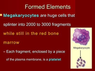  MegakaryocytesMegakaryocytes are huge cells thatare huge cells that
splinter into 2000 to 3000 fragmentssplinter into 2000 to 3000 fragments
while still in the red bonewhile still in the red bone
marrowmarrow
– Each fragment, enclosed by a pieceEach fragment, enclosed by a piece
of the plasma membrane, is aof the plasma membrane, is a plateletplatelet
Formed ElementsFormed Elements
 