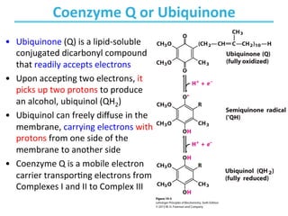 Chapter 19 - Oxidative Phosphorylation and Photophosphorylation ...