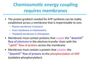 Chapter 19 - Oxidative Phosphorylation and Photophosphorylation- Biochemistry