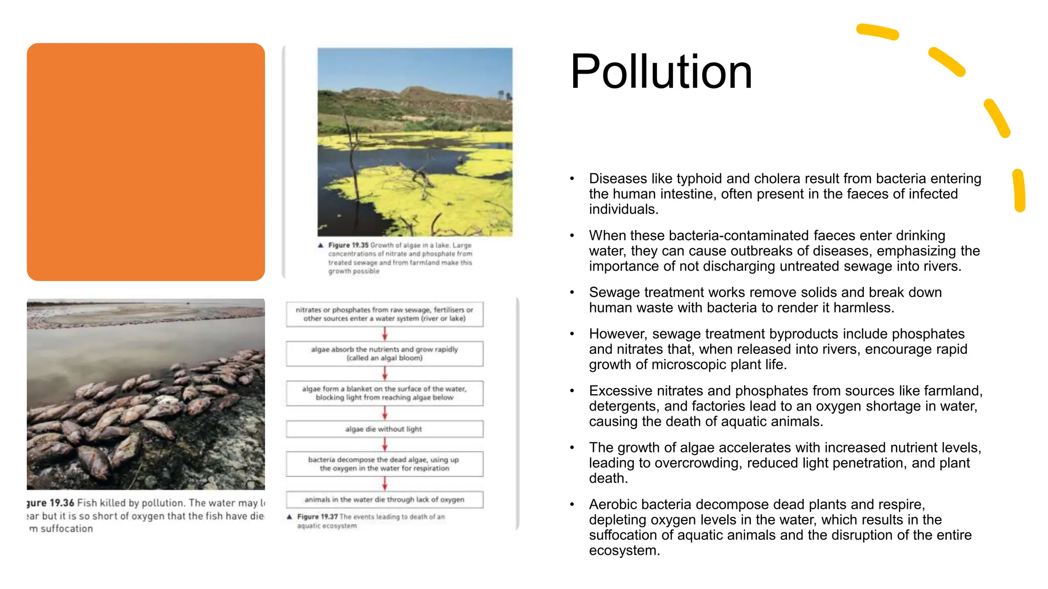 Pollution
• Diseases like typhoid and cholera result from bacteria entering
the human intestine, often present in the faeces of infected
individuals.
• When these bacteria-contaminated faeces enter drinking
water, they can cause outbreaks of diseases, emphasizing the
importance of not discharging untreated sewage into rivers.
• Sewage treatment works remove solids and break down
human waste with bacteria to render it harmless.
• However, sewage treatment byproducts include phosphates
and nitrates that, when released into rivers, encourage rapid
growth of microscopic plant life.
• Excessive nitrates and phosphates from sources like farmland,
detergents, and factories lead to an oxygen shortage in water,
causing the death of aquatic animals.
• The growth of algae accelerates with increased nutrient levels,
leading to overcrowding, reduced light penetration, and plant
death.
• Aerobic bacteria decompose dead plants and respire,
depleting oxygen levels in the water, which results in the
suffocation of aquatic animals and the disruption of the entire
ecosystem.
 