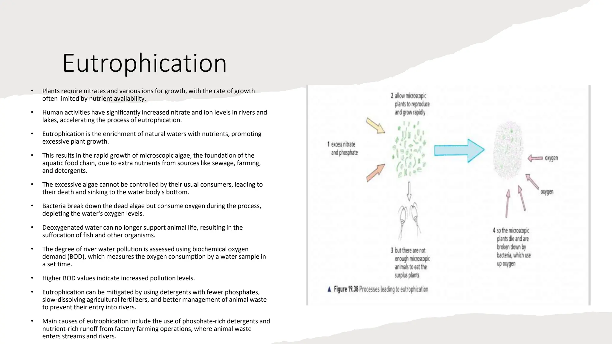 Eutrophication
• Plants require nitrates and various ions for growth, with the rate of growth
often limited by nutrient availability.
• Human activities have significantly increased nitrate and ion levels in rivers and
lakes, accelerating the process of eutrophication.
• Eutrophication is the enrichment of natural waters with nutrients, promoting
excessive plant growth.
• This results in the rapid growth of microscopic algae, the foundation of the
aquatic food chain, due to extra nutrients from sources like sewage, farming,
and detergents.
• The excessive algae cannot be controlled by their usual consumers, leading to
their death and sinking to the water body's bottom.
• Bacteria break down the dead algae but consume oxygen during the process,
depleting the water's oxygen levels.
• Deoxygenated water can no longer support animal life, resulting in the
suffocation of fish and other organisms.
• The degree of river water pollution is assessed using biochemical oxygen
demand (BOD), which measures the oxygen consumption by a water sample in
a set time.
• Higher BOD values indicate increased pollution levels.
• Eutrophication can be mitigated by using detergents with fewer phosphates,
slow-dissolving agricultural fertilizers, and better management of animal waste
to prevent their entry into rivers.
• Main causes of eutrophication include the use of phosphate-rich detergents and
nutrient-rich runoff from factory farming operations, where animal waste
enters streams and rivers.
 