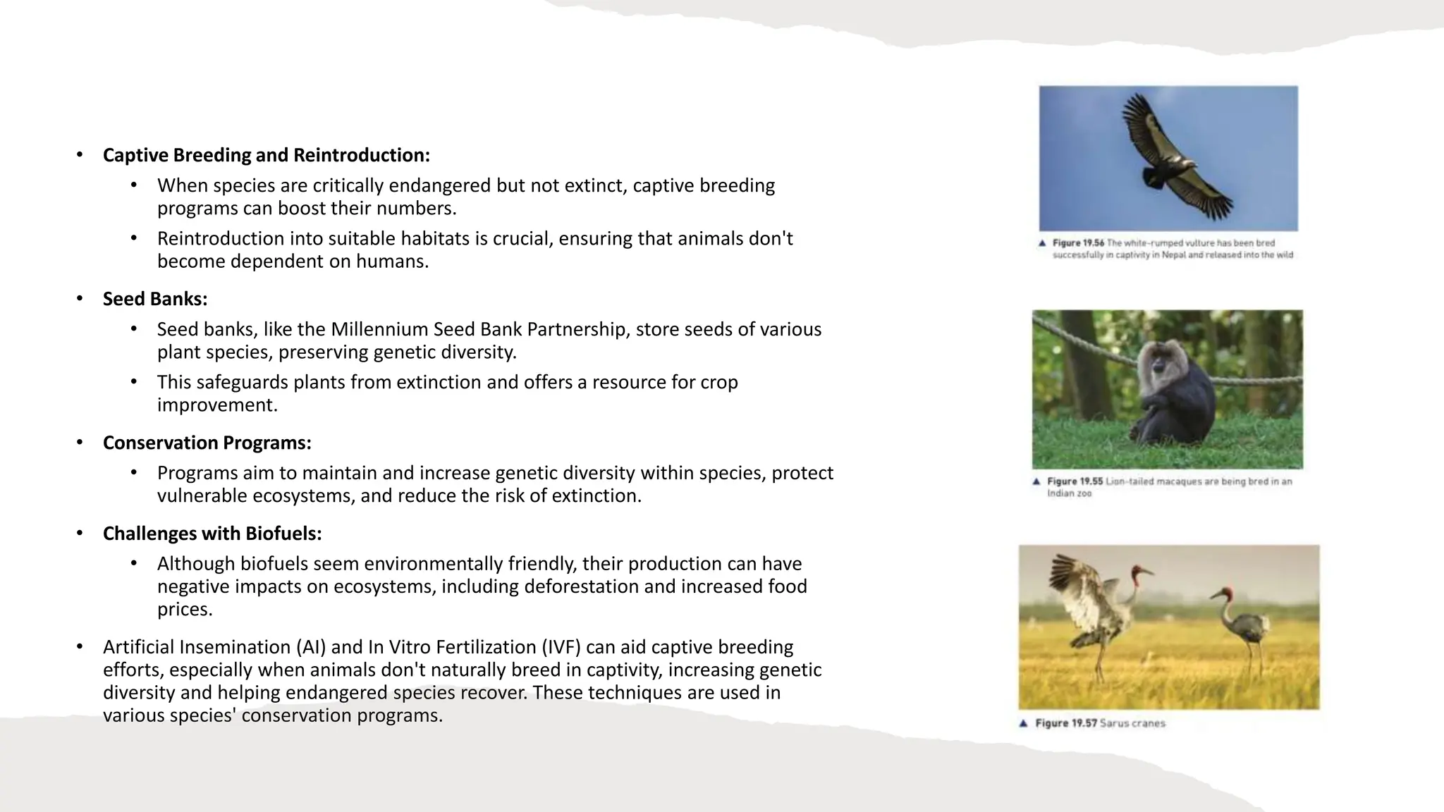 • Captive Breeding and Reintroduction:
• When species are critically endangered but not extinct, captive breeding
programs can boost their numbers.
• Reintroduction into suitable habitats is crucial, ensuring that animals don't
become dependent on humans.
• Seed Banks:
• Seed banks, like the Millennium Seed Bank Partnership, store seeds of various
plant species, preserving genetic diversity.
• This safeguards plants from extinction and offers a resource for crop
improvement.
• Conservation Programs:
• Programs aim to maintain and increase genetic diversity within species, protect
vulnerable ecosystems, and reduce the risk of extinction.
• Challenges with Biofuels:
• Although biofuels seem environmentally friendly, their production can have
negative impacts on ecosystems, including deforestation and increased food
prices.
• Artificial Insemination (AI) and In Vitro Fertilization (IVF) can aid captive breeding
efforts, especially when animals don't naturally breed in captivity, increasing genetic
diversity and helping endangered species recover. These techniques are used in
various species' conservation programs.
 