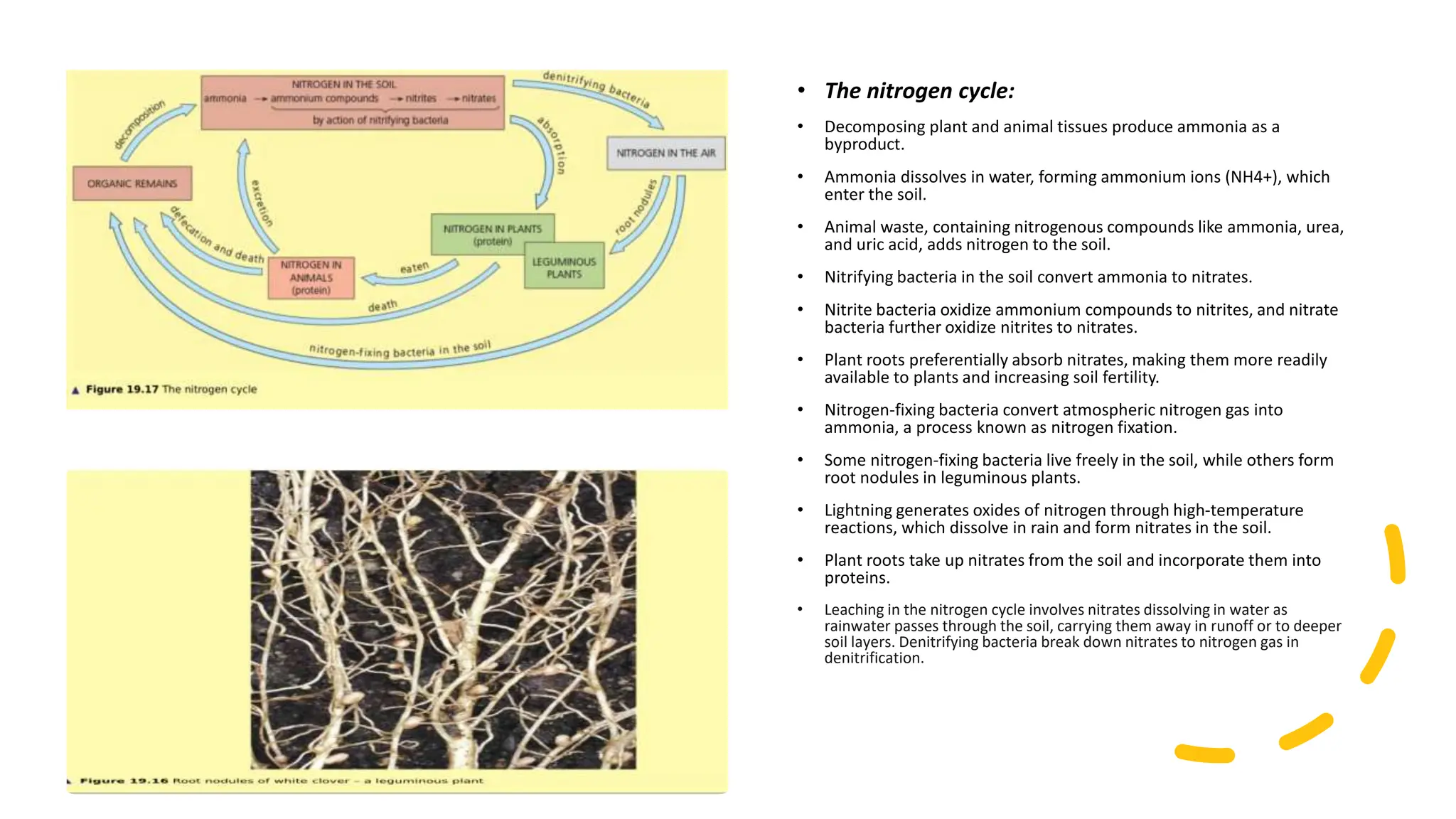 • The nitrogen cycle:
• Decomposing plant and animal tissues produce ammonia as a
byproduct.
• Ammonia dissolves in water, forming ammonium ions (NH4+), which
enter the soil.
• Animal waste, containing nitrogenous compounds like ammonia, urea,
and uric acid, adds nitrogen to the soil.
• Nitrifying bacteria in the soil convert ammonia to nitrates.
• Nitrite bacteria oxidize ammonium compounds to nitrites, and nitrate
bacteria further oxidize nitrites to nitrates.
• Plant roots preferentially absorb nitrates, making them more readily
available to plants and increasing soil fertility.
• Nitrogen-fixing bacteria convert atmospheric nitrogen gas into
ammonia, a process known as nitrogen fixation.
• Some nitrogen-fixing bacteria live freely in the soil, while others form
root nodules in leguminous plants.
• Lightning generates oxides of nitrogen through high-temperature
reactions, which dissolve in rain and form nitrates in the soil.
• Plant roots take up nitrates from the soil and incorporate them into
proteins.
• Leaching in the nitrogen cycle involves nitrates dissolving in water as
rainwater passes through the soil, carrying them away in runoff or to deeper
soil layers. Denitrifying bacteria break down nitrates to nitrogen gas in
denitrification.
 