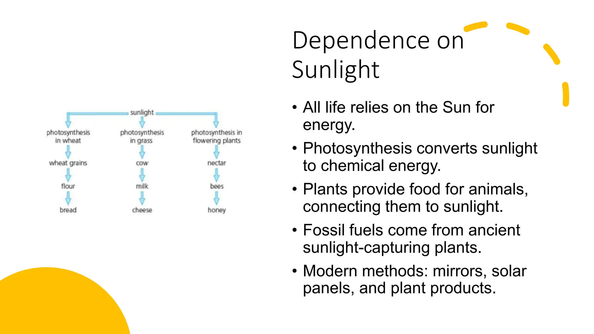 Dependence on
Sunlight
• All life relies on the Sun for
energy.
• Photosynthesis converts sunlight
to chemical energy.
• Plants provide food for animals,
connecting them to sunlight.
• Fossil fuels come from ancient
sunlight-capturing plants.
• Modern methods: mirrors, solar
panels, and plant products.
 
