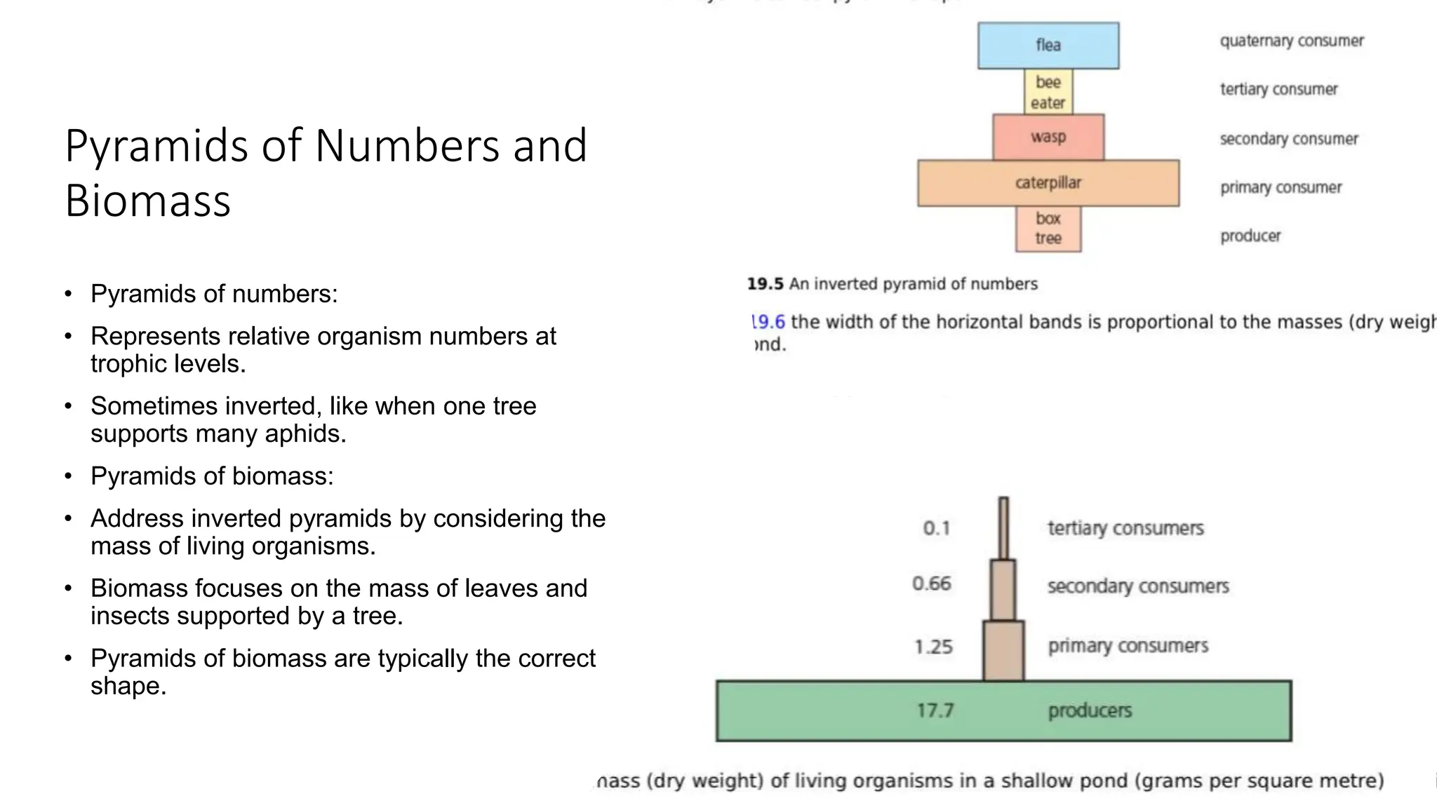 Pyramids of Numbers and
Biomass
• Pyramids of numbers:
• Represents relative organism numbers at
trophic levels.
• Sometimes inverted, like when one tree
supports many aphids.
• Pyramids of biomass:
• Address inverted pyramids by considering the
mass of living organisms.
• Biomass focuses on the mass of leaves and
insects supported by a tree.
• Pyramids of biomass are typically the correct
shape.
 