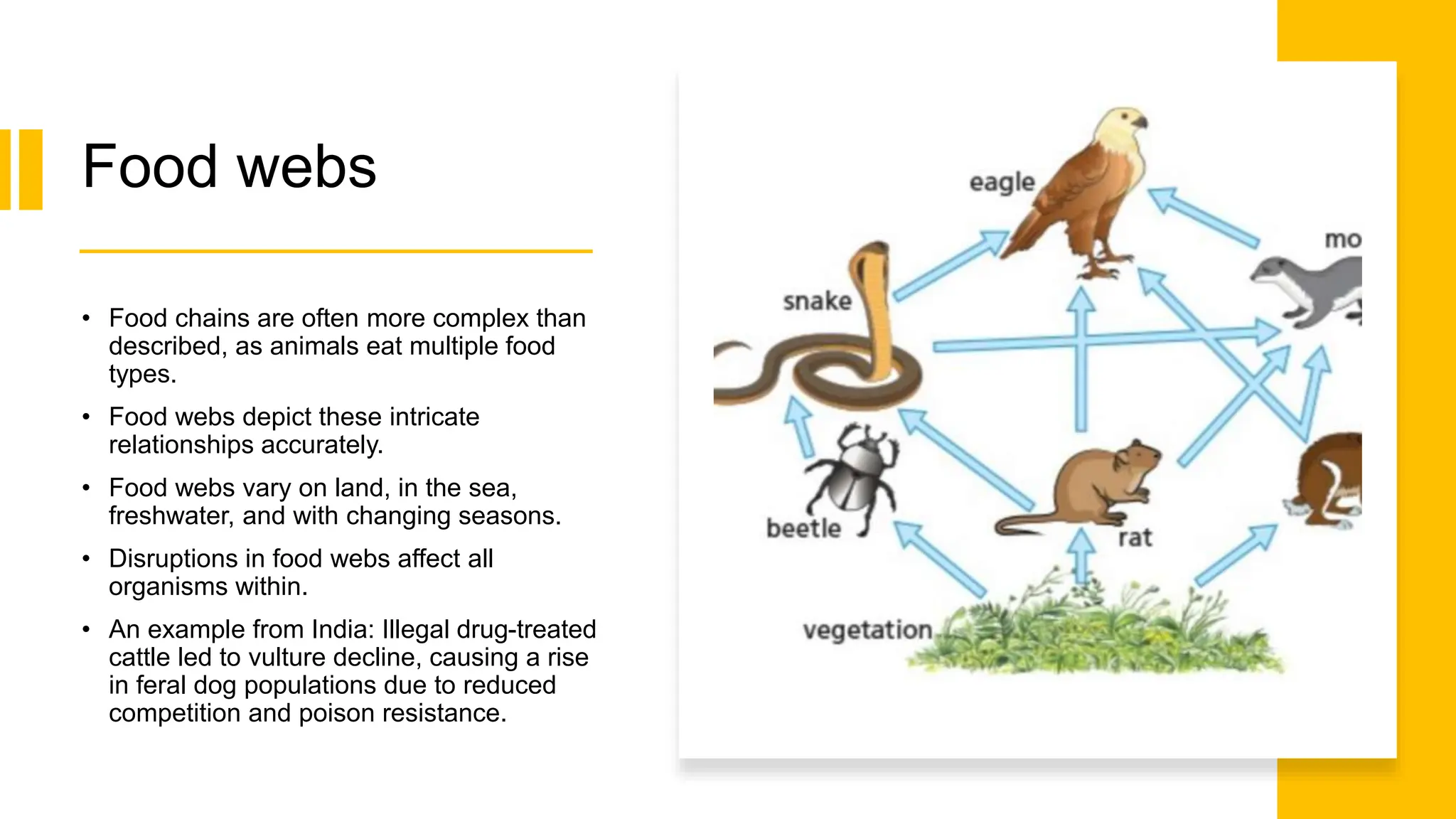 Food webs
• Food chains are often more complex than
described, as animals eat multiple food
types.
• Food webs depict these intricate
relationships accurately.
• Food webs vary on land, in the sea,
freshwater, and with changing seasons.
• Disruptions in food webs affect all
organisms within.
• An example from India: Illegal drug-treated
cattle led to vulture decline, causing a rise
in feral dog populations due to reduced
competition and poison resistance.
 