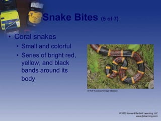 Snake Bites (5 of 7)
• Coral snakes
• Small and colorful
• Series of bright red,
yellow, and black
bands around its
body
© Rolf Nussbaumer/age fotostock
 