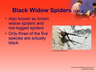 Black Widow Spiders (1 of 2)
• Also known as brown
widow spiders and
red-legged spiders
• Only three of the five
species are actually
black
© photobar/ShutterStock, Inc.
 