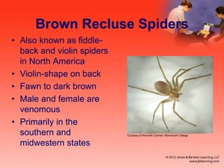 Brown Recluse Spiders
• Also known as fiddle-
back and violin spiders
in North America
• Violin-shape on back
• Fawn to dark brown
• Male and female are
venomous
• Primarily in the
southern and
midwestern states
Courtesy of Kenneth Cramer, Monmouth College
 