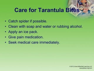Care for Tarantula Bites
• Catch spider if possible.
• Clean with soap and water or rubbing alcohol.
• Apply an ice pack.
• Give pain medication.
• Seek medical care immediately.
 