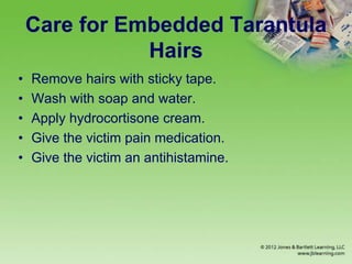 Care for Embedded Tarantula
Hairs
• Remove hairs with sticky tape.
• Wash with soap and water.
• Apply hydrocortisone cream.
• Give the victim pain medication.
• Give the victim an antihistamine.
 