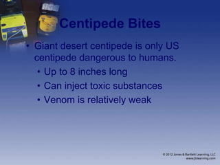 Centipede Bites
• Giant desert centipede is only US
centipede dangerous to humans.
• Up to 8 inches long
• Can inject toxic substances
• Venom is relatively weak
 