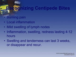 Recognizing Centipede Bites
• Burning pain
• Local inflammation
• Mild swelling of lymph nodes
• Inflammation, swelling, redness lasting 4-12
hours
• Swelling and tenderness can last 3 weeks,
or disappear and recur.
 