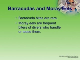 Barracudas and Moray Eels
• Barracuda bites are rare.
• Moray eels are frequent
biters of divers who handle
or tease them.
 
