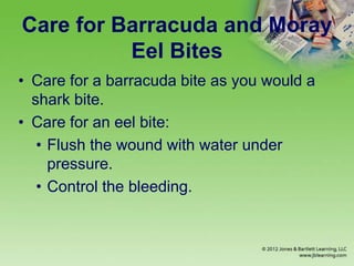 Care for Barracuda and Moray
Eel Bites
• Care for a barracuda bite as you would a
shark bite.
• Care for an eel bite:
• Flush the wound with water under
pressure.
• Control the bleeding.
 