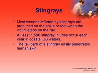 Stingrays
• Most wounds inflicted by stingrays are
produced on the ankle or foot when the
victim steps on the ray.
• At least 1,500 stingray injuries occur each
year in coastal US waters.
• The tail barb of a stingray easily penetrates
human skin.
 